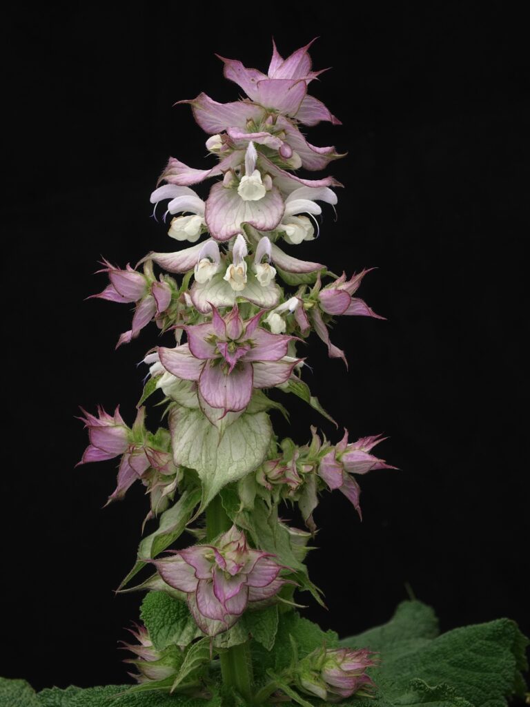 szałwia muszkatołowa olejek