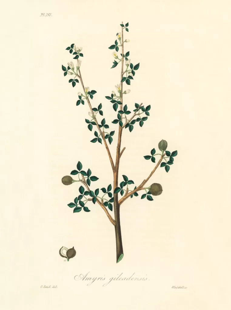 Torchwoods (Amyris gileadensis) illustration from Medical Botany (1836) by John Stephenson and James Morss Churchill. Amyris Balsamifera