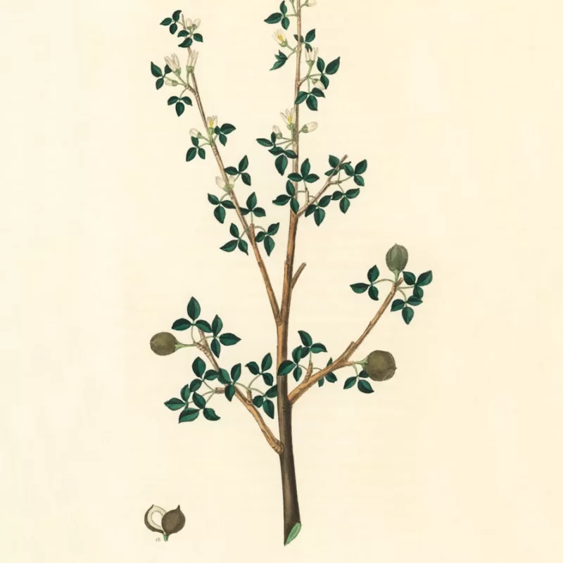 Torchwoods (Amyris gileadensis) illustration from Medical Botany (1836) by John Stephenson and James Morss Churchill. Amyris Balsamifera