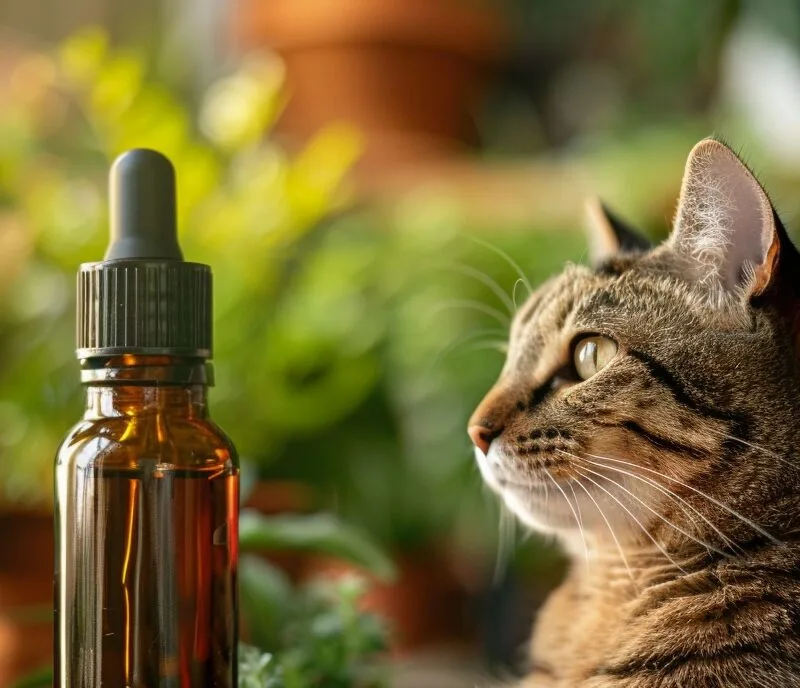 kot i olejki eteryczne