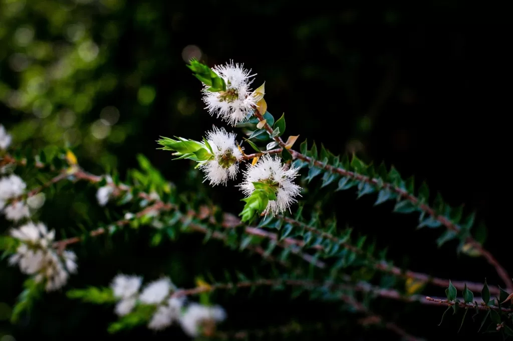 melaleuca olejek z drzewa herbacianego