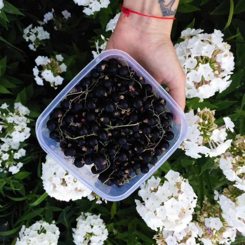 olej z pestek czarnej porzeczki