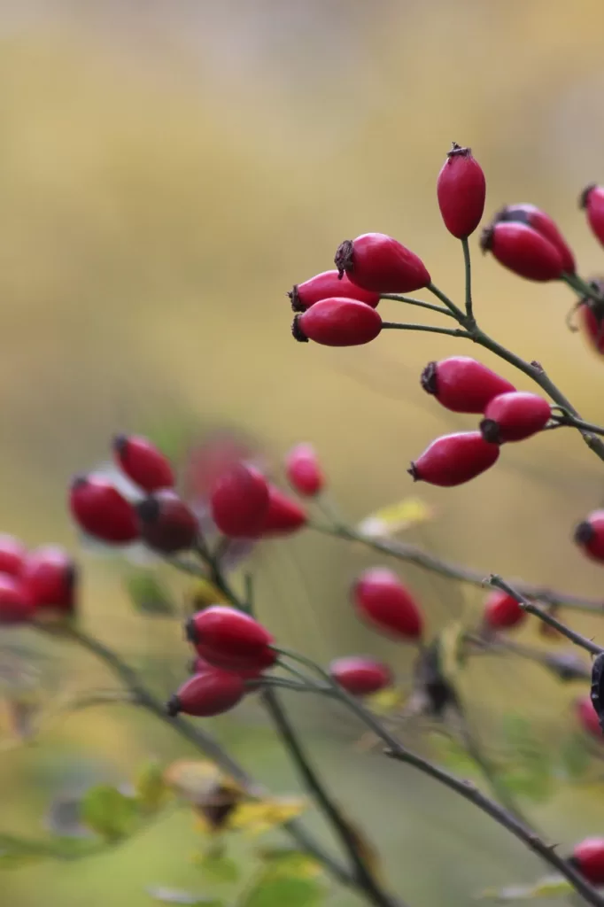 olej z dzikiej róży