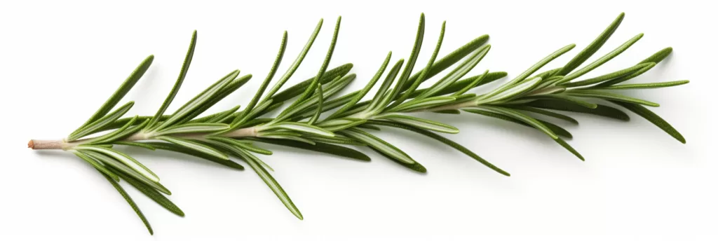 składniki aktywne olejku rozmarynowego