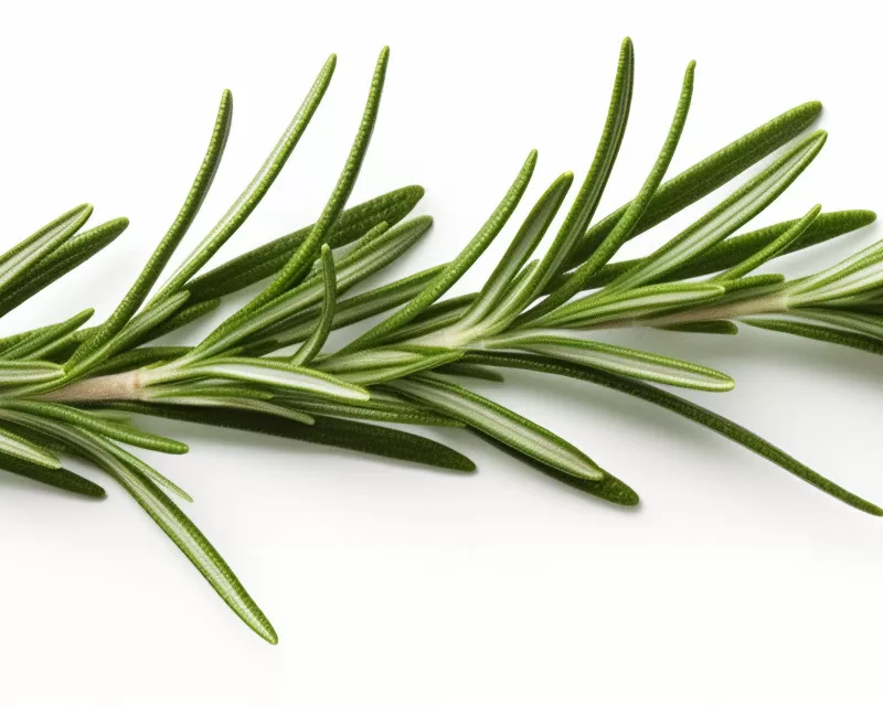 składniki aktywne olejku rozmarynowego