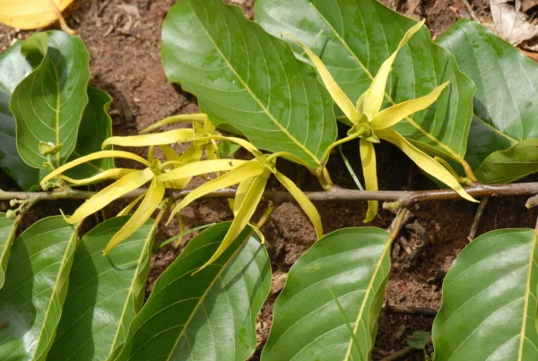 kwiat ylang ylang